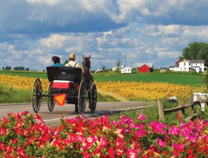 Amish couple riding a horse-drawn buggy through Ohio’s Amish Country with vibrant flowers and farmhouses in the background.