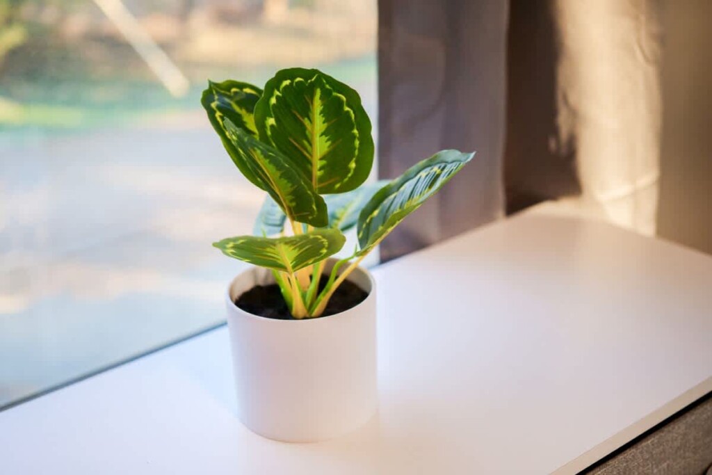 a0f3eea6 9990 46 39mjM